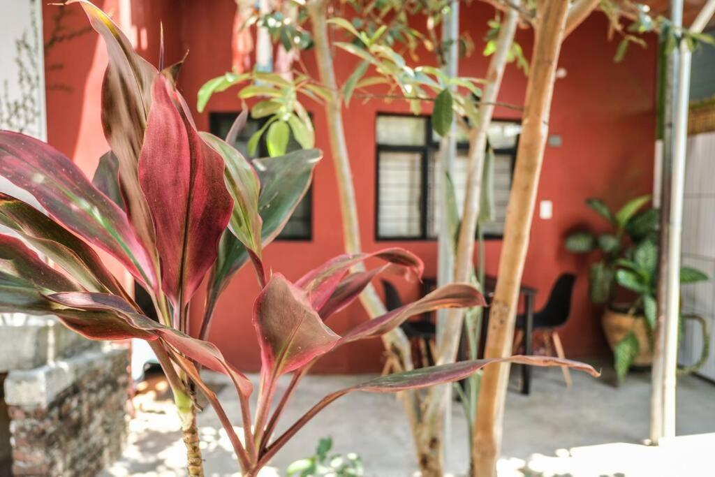 Chill Green Beautiful Downtown Area Tv Good Wifi Oaxaca Exterior photo